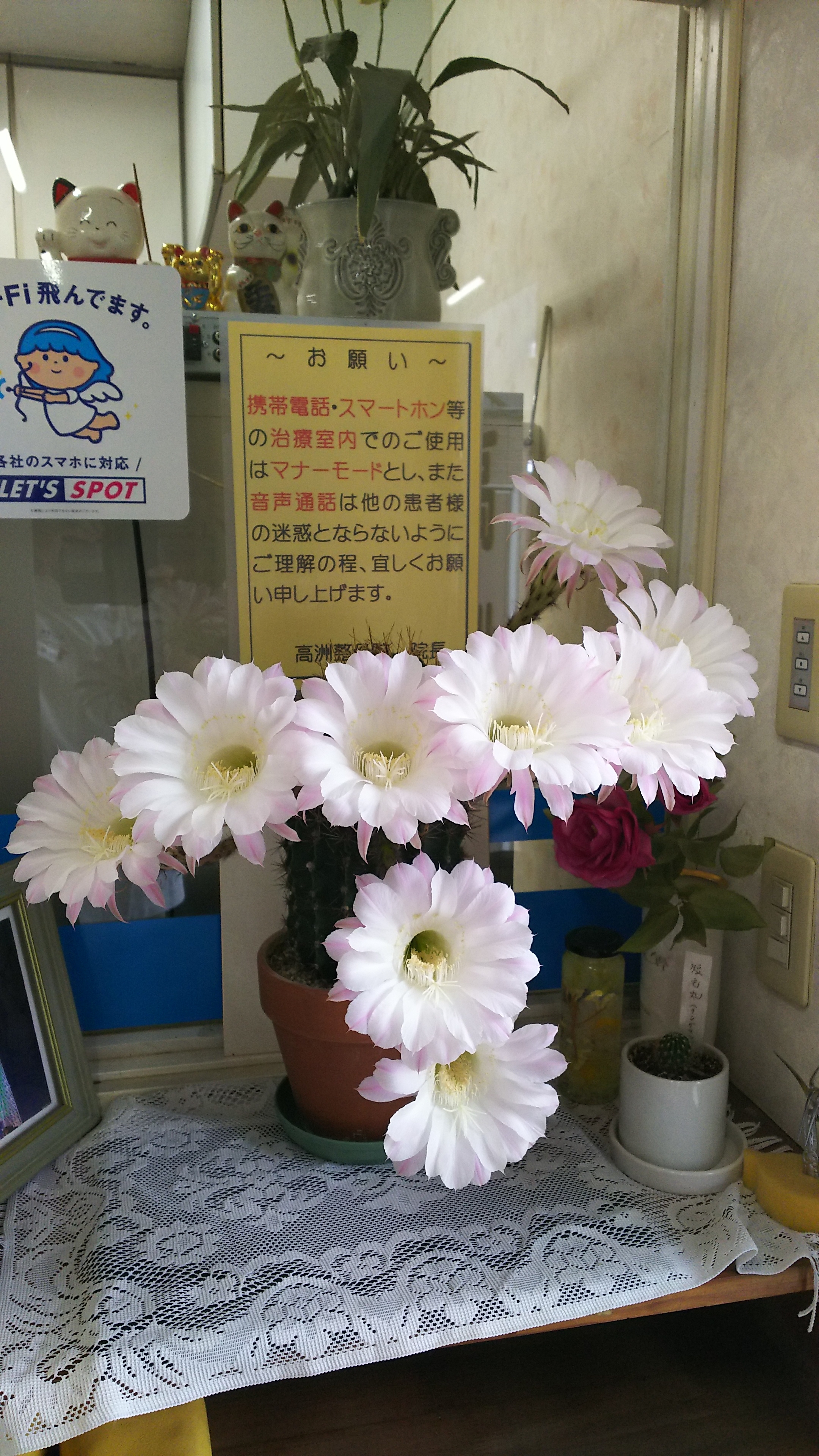 サボテンの花